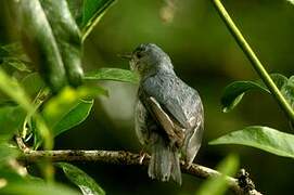 Bicolored Conebill