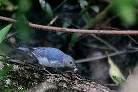 Bicolored Conebill