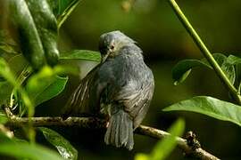 Bicolored Conebill