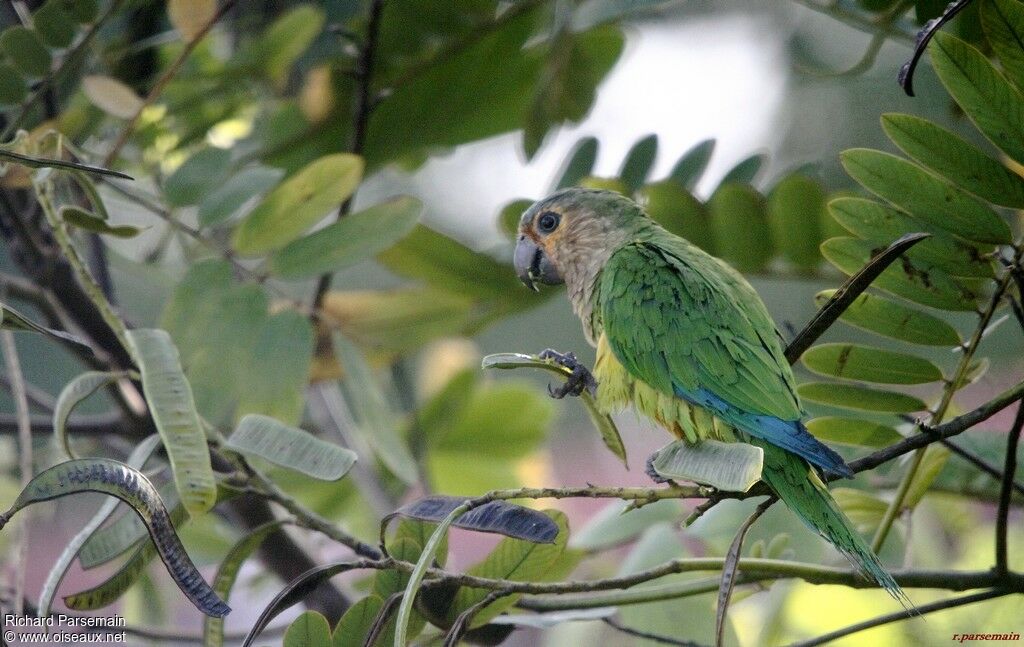 Conure cuivréeadulte, mange