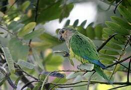 Brown-throated Parakeet