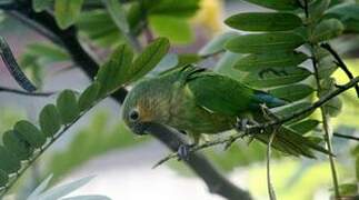 Conure cuivrée