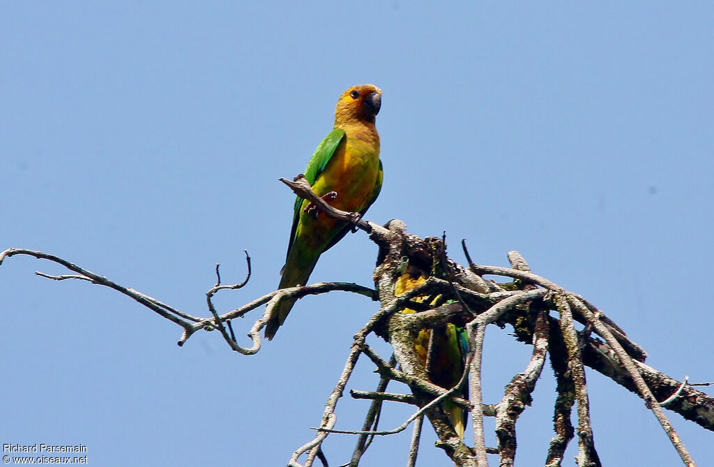 Brown-throated Parakeetadult