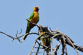 Conure cuivrée