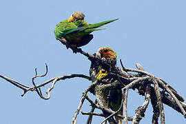 Brown-throated Parakeet