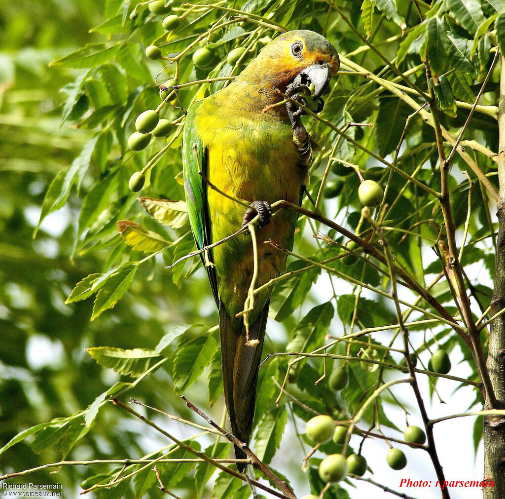 Brown-throated Parakeetadult