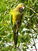 Brown-throated Parakeet