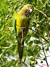 Conure cuivrée