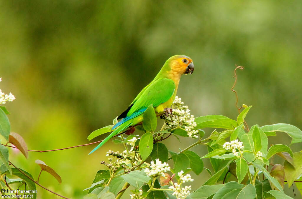 Brown-throated Parakeetadult, identification