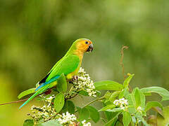 Conure cuivrée