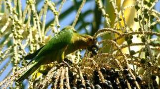 Conure cuivrée