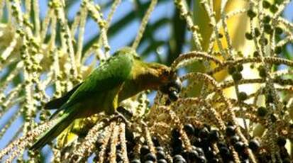 Conure cuivrée