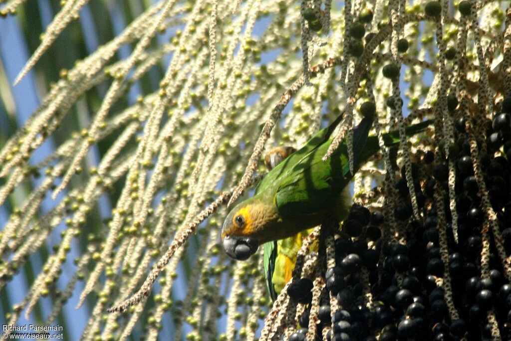 Conure cuivréeadulte