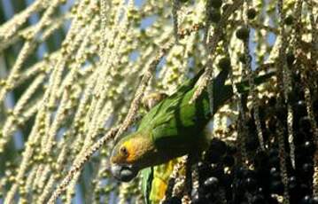 Conure cuivrée