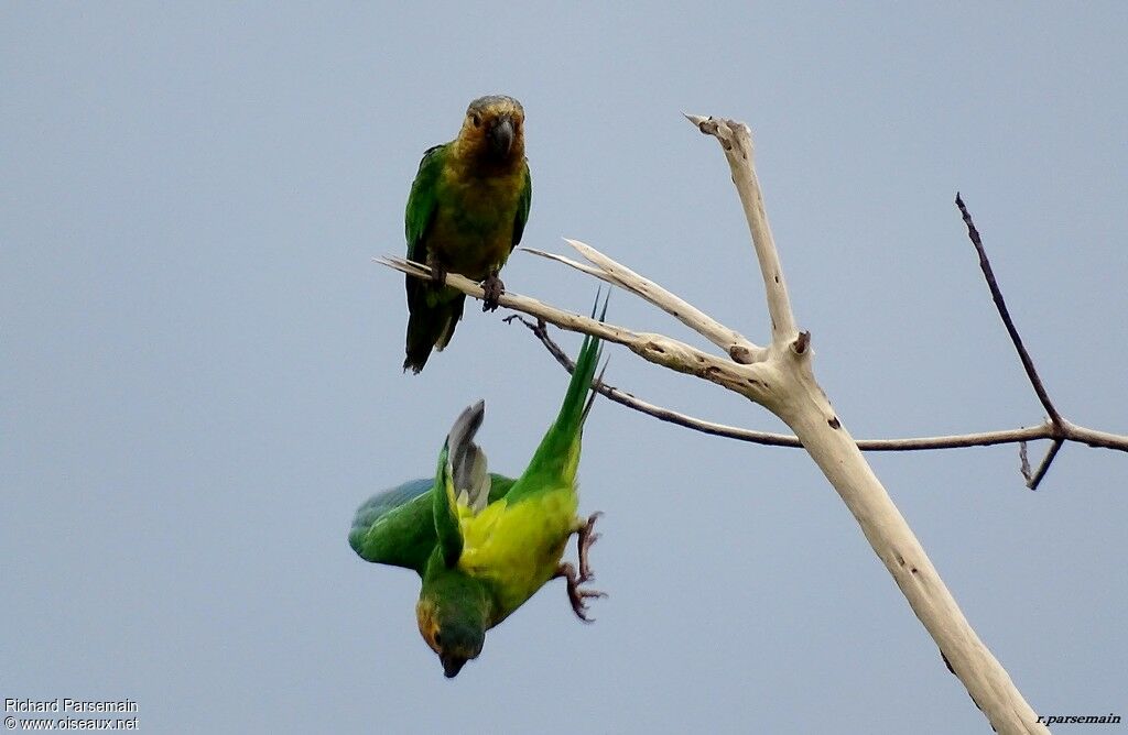 Brown-throated Parakeet