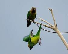 Brown-throated Parakeet