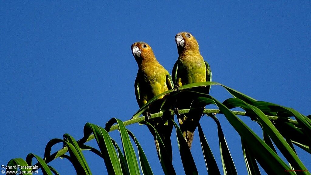 Conure cuivrée