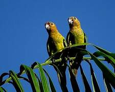 Brown-throated Parakeet