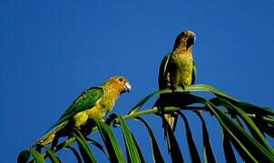 Conure cuivrée