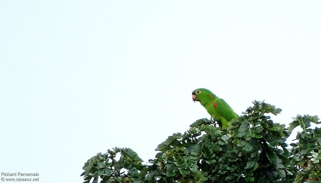 Conure pavouane