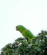 Conure pavouane