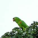 Conure pavouane