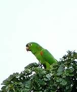 White-eyed Parakeet