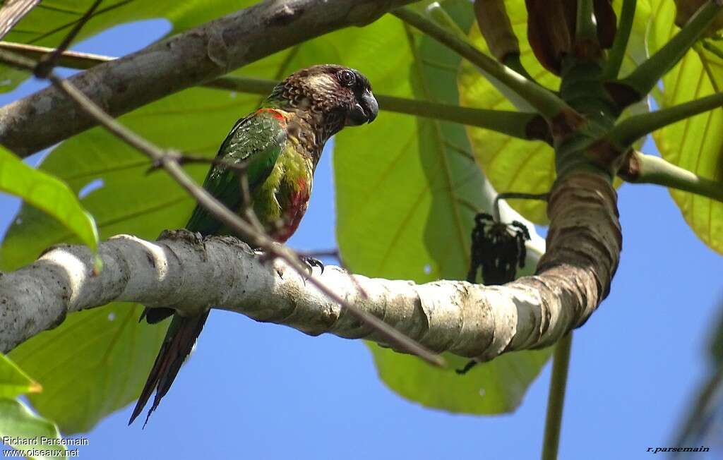 Painted Parakeetadult, identification