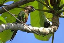 Conure versicolore