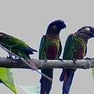 Conure versicolore