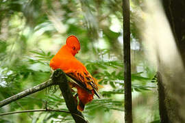 Guianan Cock-of-the-rock