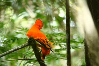 Coq-de-roche orange