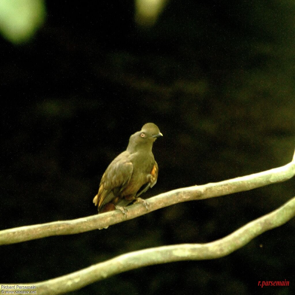 Guianan Cock-of-the-rock female adult