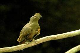 Guianan Cock-of-the-rock