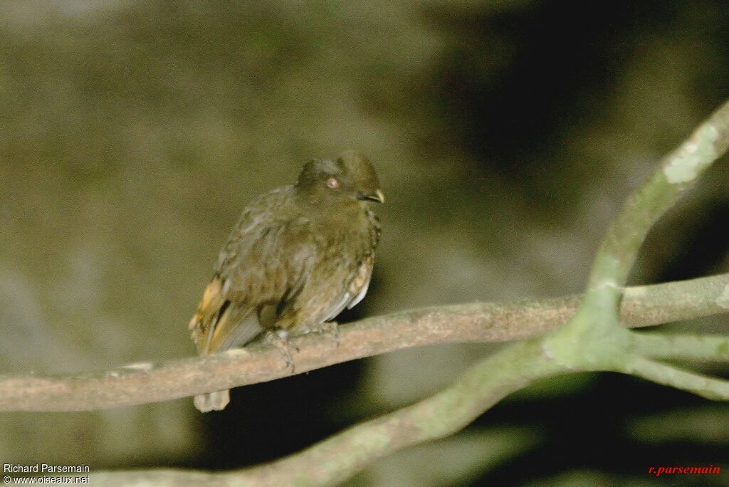 Guianan Cock-of-the-rock female adult