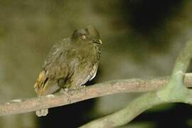 Guianan Cock-of-the-rock