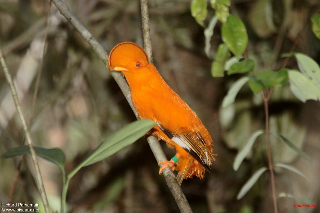 Guianan Cock-of-the-rock male adult