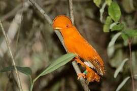 Guianan Cock-of-the-rock