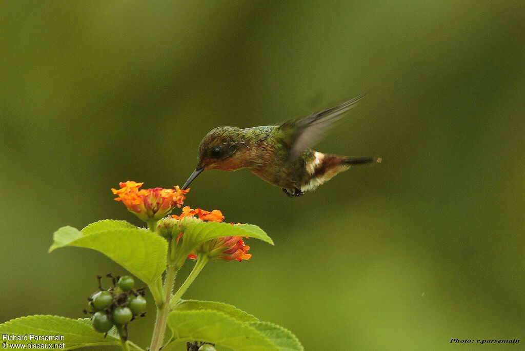 Tufted Coquette female adult