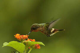 Tufted Coquette