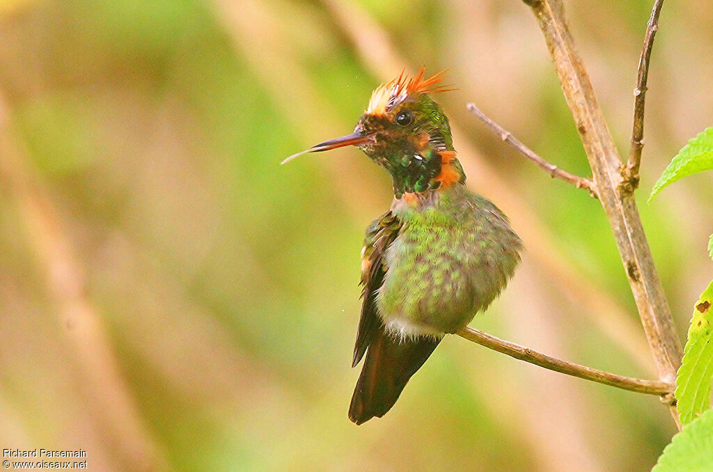 Tufted Coquette male adult