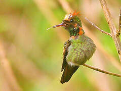 Tufted Coquette