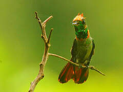 Tufted Coquette