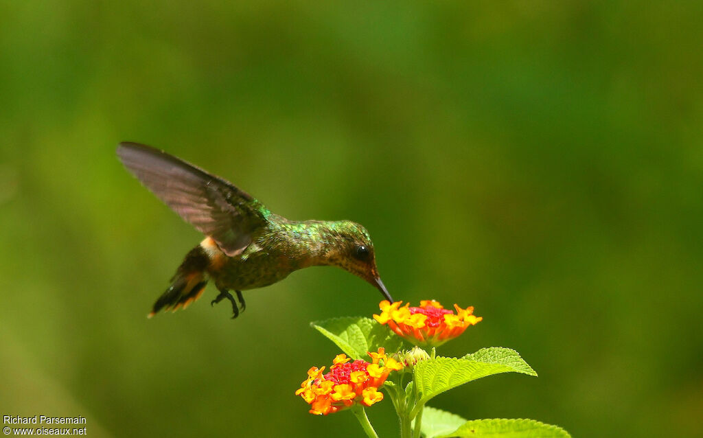 Tufted Coquette female adult