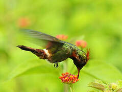 Tufted Coquette