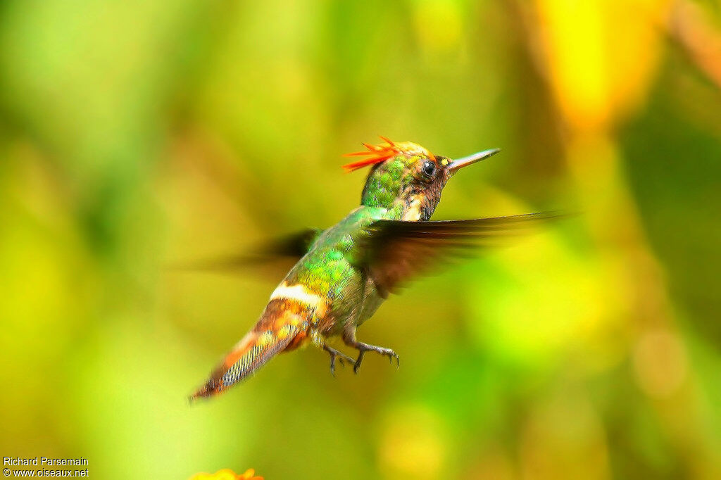 Tufted Coquette male adult