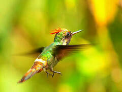 Tufted Coquette