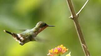 Tufted Coquette