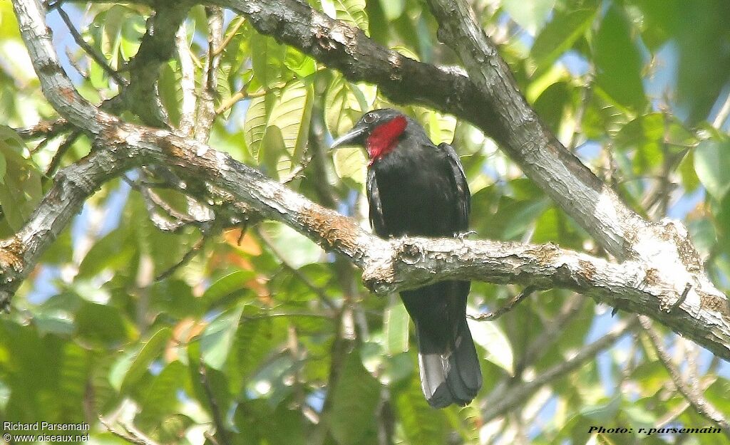 Purple-throated Fruitcrowadult