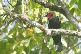 Purple-throated Fruitcrow